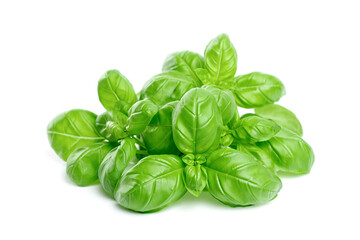 Green basil leaves isolated on white background