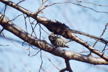A Japanese pygmy woodpecker pecking at food on an old cherry tree on a spring day / 春の日に桜の古木で餌を探すキツツキのコゲラ