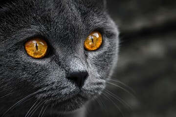 Closeup of a grey cats face with intense yellow eyes and a dark background