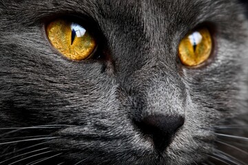 Closeup of a gray cats face focusing on its golden eyes black nose and whiskers