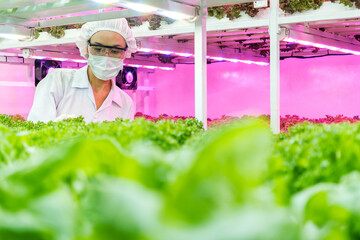Technician in protective gear tending leafy greens in an indoor vertical farm under pink LED grow lights.
