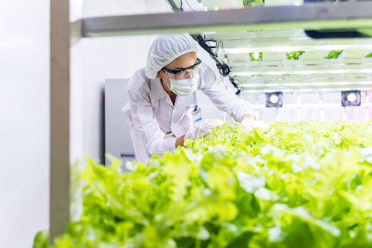 Technician in protective gear inspects leafy lettuce in a clean indoor vertical farm, showcasing high tech hydroponic cultivation and bright grow lights for efficient, sustainable food product.