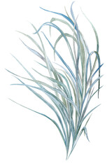 bush of grass painted with watercolor - an element for creating textile and postcard designs