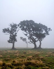 Misty field with windswept trees