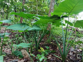 Taro plant in the plantation