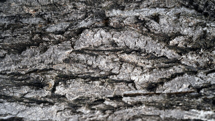 Detailed Texture of Rough Ginkgo Tree Bark in Natural Light