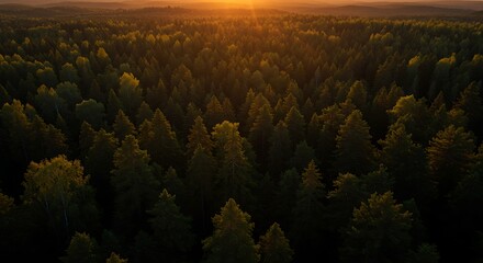 Sunset over dense forest canopy