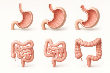 Obraz premium Illustration of Human Digestive System Organs