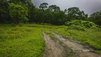 green in the midst of middle east 