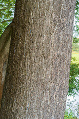 Trunk of Weymouth pine as a background. Pinus strobus, eastern white pine,northern white pine.