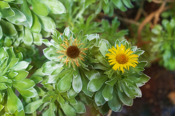 Asteriscus sericeus, the Canary Island daisy.It is endemic to the Canary Islands