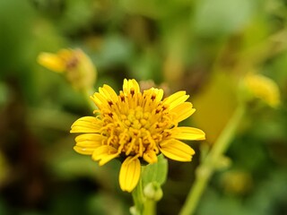 Close-up of a small yellow wildflower blooming in nature with soft blurred green background. Macro photography showing delicate petals and natural beauty of a wild plant in detail