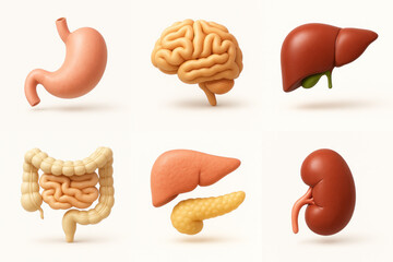 3D Rendered Human Organ Illustrations