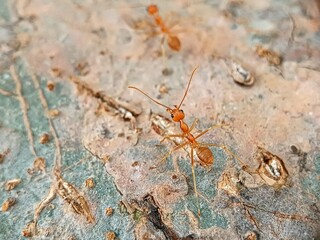 Macro photography of red weaver ants on a tree, highlighting fine body details and natural activity in their habitat