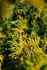 Golden Fernleaf Cypress branches - Latin name - Chamaecyparis obtusa Tetragona Aurea