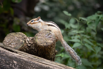 Obraz premium シマリス