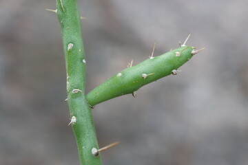 Cylindropuntia leptocaulis cienkołodygowa © Perovskia