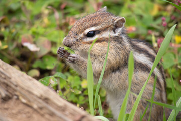 シマリス