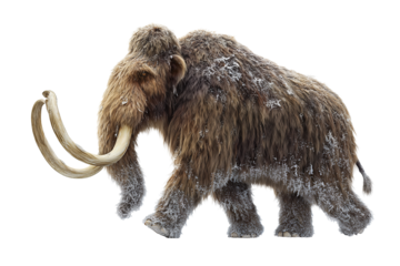 Ice age mammoth with frosted fur, curved ivory tusks crossing and compact stride, naturalistic detail, isolated on transparent background.
