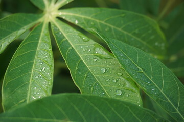 Raindrops on cassava leaves look clear and shiny decorating the surface of the leaves with a blurred background