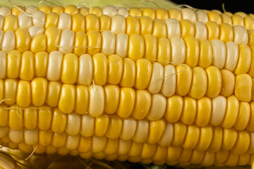 Fresh raw ripe corn cob with bright kernels macro