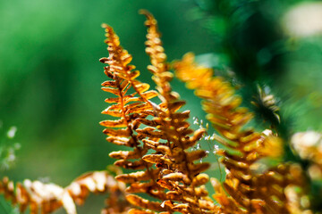 Forêt des Landes de Gascogne, en automne