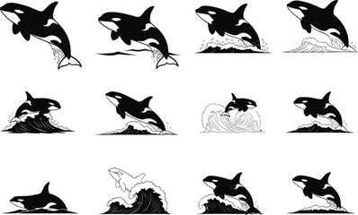 Orca illustration set featuring dynamic leaping poses, stylized splashes, and iconic markings for marine design and educational artwork use