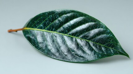 Close-up of a single green leaf