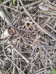 Many fallen leaves, autumn park, carpet of dry fallen leaves on the ground