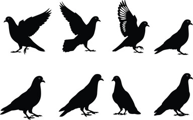 Pigeon silhouette set featuring flight, landing, walking, and standing poses with expressive wing and body motion for design use