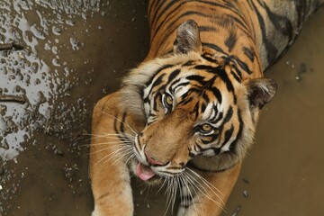 a Sumatran tiger is seen lying in a puddle