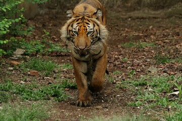 A Sumatran tiger is walking in the field while looking ahead