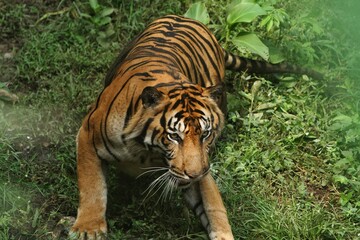 a Sumatran tiger preparing to pounce