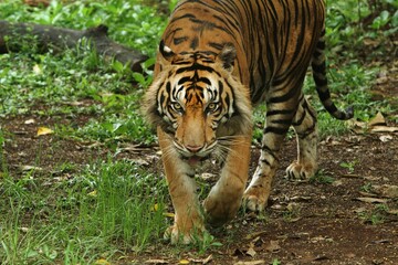 A Sumatran tiger is walking in the field while looking ahead