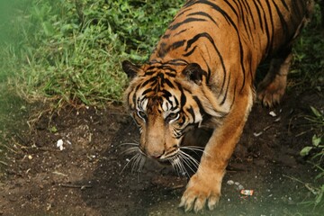 A Sumatran tiger is walking in the field while looking around