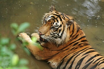 A Sumatran tiger is seen lying in a puddle while looking to the side