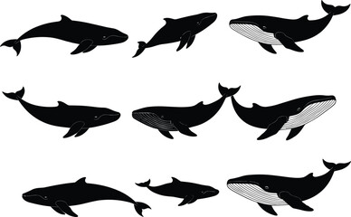 Whale silhouette set featuring varied poses, baleen detail, and anatomical diversity for wildlife illustration, education, and ocean-themed design use