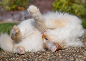 Happy cat rolling on the ground and sticking the tongue out