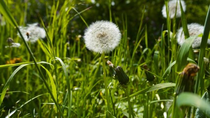 dandelions in the green grass