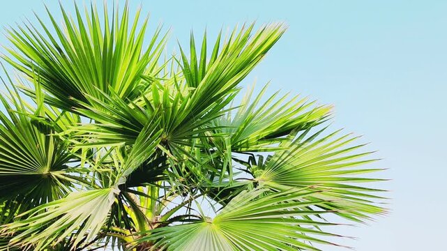Washingtonia palm trees Top View
Mexican Fan Palm, robusta or filifera varieties, showcasing full structure distinctive fan-shaped leaves unique details of the Washingtonia palm foliage Clear Blue SKY