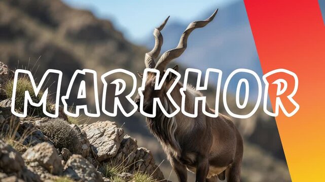 Educational animated video about the markhor goat