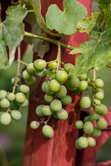 Bunch of grapes on a vine: vineyard, harvest, fresh berries, gardening.