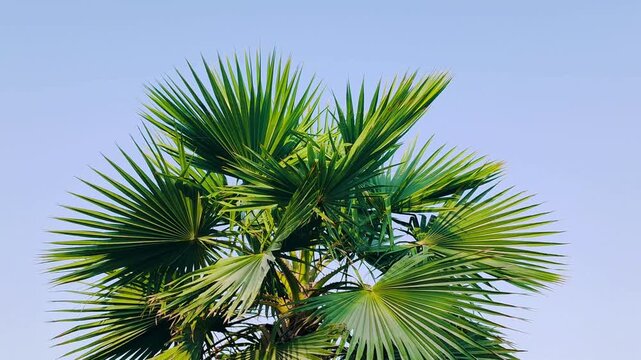 Washingtonia palm trees Top View
Mexican Fan Palm, robusta or filifera varieties, showcasing full structure distinctive fan-shaped leaves unique details of the Washingtonia palm foliage Clear Blue SKY