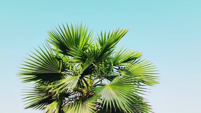 Washingtonia palm trees Top View
Mexican Fan Palm, robusta or filifera varieties, showcasing full structure distinctive fan-shaped leaves unique details of the Washingtonia palm foliage Clear Blue SKY