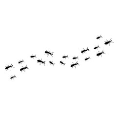 Obraz premium Ants trail line