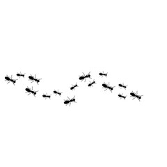 Obraz premium Ants trail line