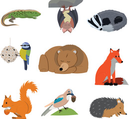 Fototapeta premium Set of european active and slepping animals in winter. Vector illustration isolated on white background.