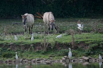 cheval de Przewalski