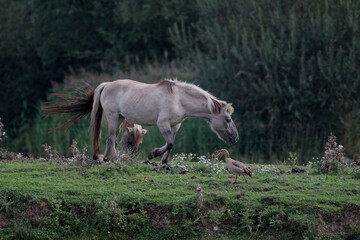 cheval de Przewalski