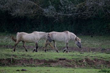 cheval de Przewalski